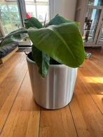 Bananenplant in pot, Huis en Inrichting, Kamerplanten, Fruitplant, In pot, Minder dan 100 cm, Groene kamerplant