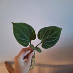 Anthurium King of Spades Butterfly (?), Huis en Inrichting, Kamerplanten, Ophalen of Verzenden, Halfschaduw, Minder dan 100 cm