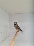 1-1 appelvink, Dieren en Toebehoren, Meerdere dieren, Wildzangvogel, Geringd