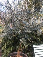 Gratis Olijfboom in pot - sfeervolle mediterrane plant, Tuin en Terras, Bloeit niet, 100 tot 250 cm, Olijfboom, Ophalen