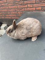 Mooie kleurdwerg, Dieren en Toebehoren, Konijnen, Vrouwelijk, Dwerg, 0 tot 2 jaar