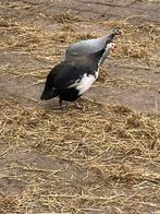 Parelhoender koppel, Dieren en Toebehoren, Meerdere dieren, Eend