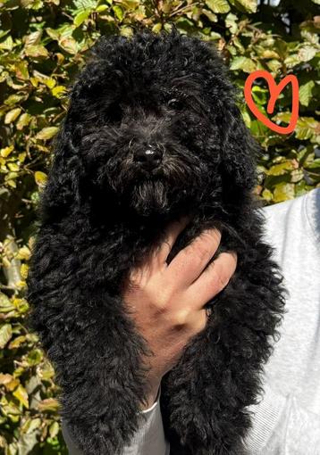 Dwerg/-toypoedel pup beschikbaar voor biedingen