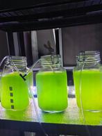 Phytoplankton tetraselmis, Verzenden, Nieuw, Overige typen