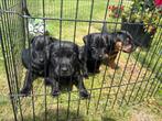 Prachtige pups te koop, Dieren en Toebehoren, Honden | Jack Russells en Terriërs, Jack Russell Terriër, 8 tot 15 weken, Meerdere