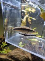 Visje gratis ophalen., Dieren en Toebehoren, Vissen | Aquariumvissen