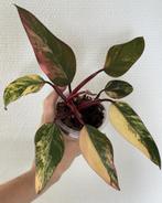 Philodendron Strawberry Shake, Huis en Inrichting, Kamerplanten, Ophalen of Verzenden, Overige soorten, Minder dan 100 cm