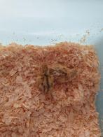 Japanse jumbo kwartels, Dieren en Toebehoren, Ophalen of Verzenden, Hond