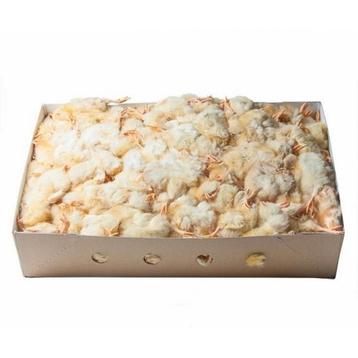 Eendagskuikens 40x10kg beschikbaar voor biedingen