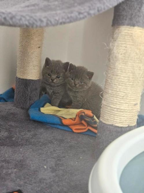 Britse Korthaar, Dieren en Toebehoren, Katten en Kittens | Raskatten | Korthaar