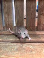 Tamme rat vrouw, Rat, April, Vrouwelijk, Tam