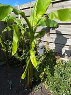Bananenplant, Tuin en Terras, Planten | Tuinplanten, Ophalen of Verzenden, Zomer, Fruitplanten, Volle zon