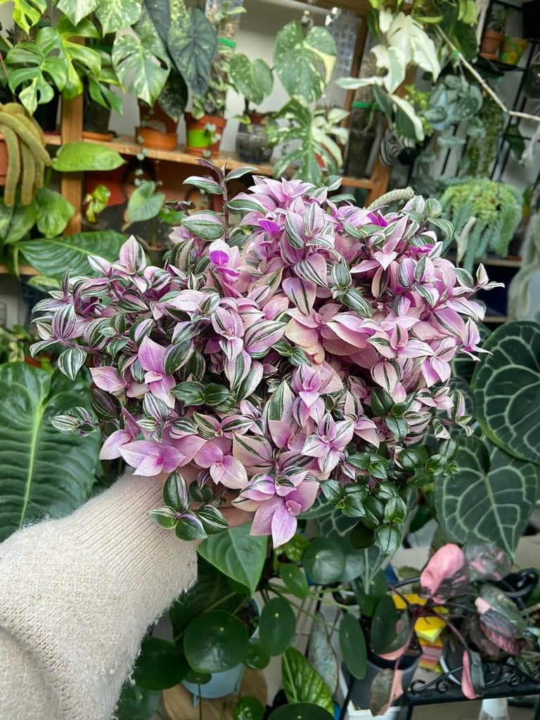 Tradescantia quadricolor hangplant stekjes of bundelkorting, Huis en Inrichting, Kamerplanten, Minder dan 100 cm, Halfschaduw