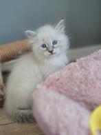 Siberische kittens Neva Masquerade, Dieren en Toebehoren, Meerdere dieren, Gechipt, 0 tot 2 jaar