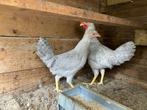 Cream legbar kuikens koppel, Dieren en Toebehoren, Mannelijk, Overige soorten