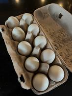 Verse loopeenden eieren voor consumptie, Dieren en Toebehoren, Ophalen, Zo goed als nieuw, Overige typen