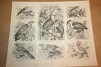 Antieke prent - Vogels Toekan, Hop, Koekoek etc. - 1885 !!, Verzamelen, Foto's en Prenten, Gebruikt, Ophalen of Verzenden, Voor 1940