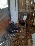 Broedeieren zuivere zwarte leghorn, Geslacht onbekend, Kip