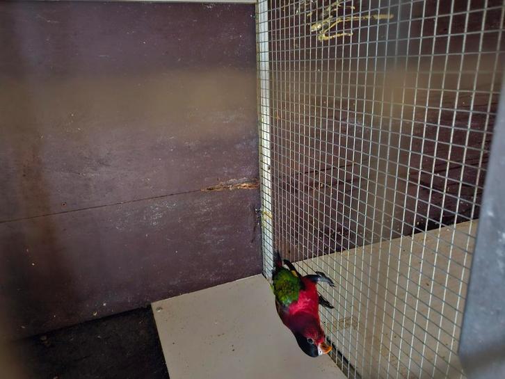 Diverse lorie koppels, Dieren en Toebehoren, Vogels | Parkieten en Papegaaien, Parkiet, Meerdere dieren