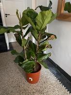 Ficus lyrata kamerplant, Ophalen, Ficus, Halfschaduw