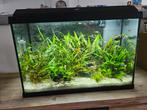 Juwel Aquarium incl oa pomp, plantjes, vissen en voer, Dieren en Toebehoren, Vis