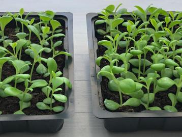 Plantenstekjes Mother of Thousands-Kalanchoë Diagremontiana beschikbaar voor biedingen