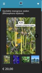 Gevlekte mangrove zaden (Rhizophora stylosa), Dieren en Toebehoren, Overige typen, Zoutwatervis