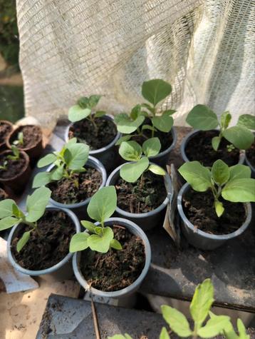 aubergineplantjes  beschikbaar voor biedingen
