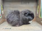Jong CH-Teddy cavia zeugje, Februari
