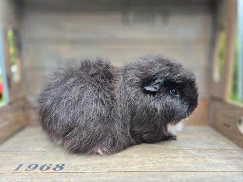 Jong CH-Teddy cavia zeugje, Dieren en Toebehoren, Knaagdieren, Februari
