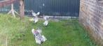 Sebright zilver zwart gezoomd, Meerdere dieren, Kip