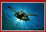 Zeeschildpad ( de Groene) - Ong. - Uitg. W.W.F., Verzamelen, Ansichtkaarten | Dieren, Waterdier, Ongelopen, Ophalen of Verzenden