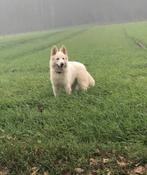 Witte Herder Dekreu – Lieve, sociale reu met stamboom, Dieren en Toebehoren, Honden | Dekreuen, 6 jaar of ouder, Reu, CDV (hondenziekte)