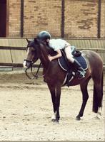 Verzorg pony~gezocht~, Ophalen of Verzenden