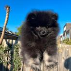 Zwarte Pomeriaan / Pomeranian / Dwergkees Pups – Reutjes, Particulier, Rabiës (hondsdolheid), Meerdere, Keeshond