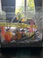 Vissen kom/bak spongebob patrick 30, Dieren en Toebehoren, Vissen | Aquaria en Toebehoren, Ophalen of Verzenden, Leeg aquarium