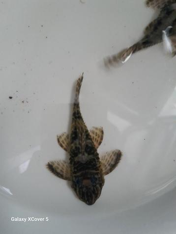 Hypancistrus sp. L66 beschikbaar voor biedingen