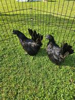 Chabo zwartkop kippen te koop., Dieren en Toebehoren, Vrouwelijk, Kip