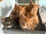 Maine coon kittens, Dieren en Toebehoren, Katten en Kittens | Raskatten | Langhaar, Gechipt