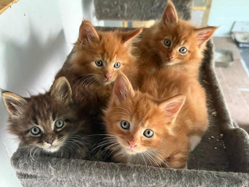 Maine coon kittens, Dieren en Toebehoren, Katten en Kittens | Raskatten | Langhaar, Gechipt