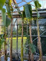 Bananenplant Mosa Basjoo, zeer groot! 290 cm €60,-, Ophalen, Zomer, Overige soorten, Volle zon