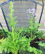 Vaste plant : Jacobsladder 2 euro, Vaste plant, Halfschaduw, Zomer, Ophalen