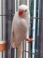 1 koppel halsbanden 2024 - 2023, Dieren en Toebehoren, Vogels | Parkieten en Papegaaien, Meerdere dieren, Parkiet, Geringd