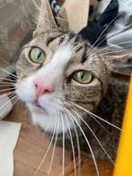 Henkie zoekt een nieuw thuis, Dieren en Toebehoren, Katten en Kittens | Overige Katten, Kater, Kortharig, 0 tot 2 jaar