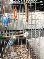 Parkieten, Antiek en Kunst, Ophalen