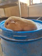 Leuk jong cavia zeugje, Dieren en Toebehoren, Knaagdieren, Vrouwelijk, Cavia, Na 1 juli 2024, Tam