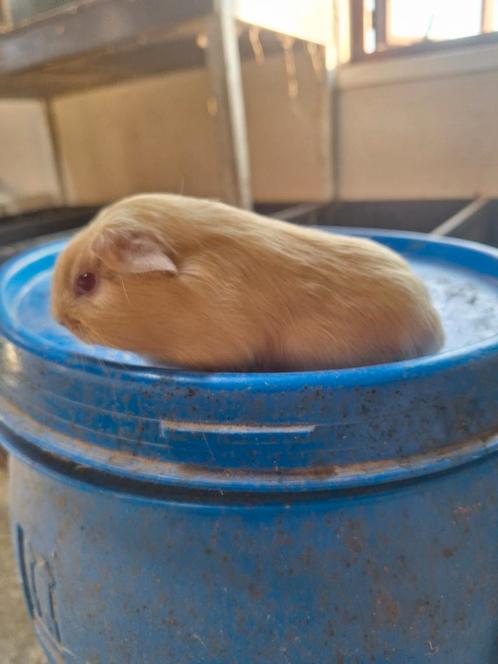 Leuk jong cavia zeugje, Dieren en Toebehoren, Knaagdieren, Vrouwelijk, Cavia, Tam