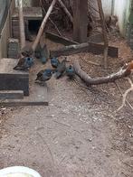 Californische kuif kwartels, Dieren en Toebehoren, Mannelijk