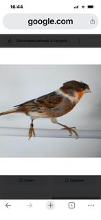 Gezocht stellen HARLEKIJN KANARIES, Meerdere dieren, Postuurkanarie