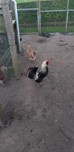 Araucana haan met staart, Dieren en Toebehoren, Pluimvee, Kip, Mannelijk